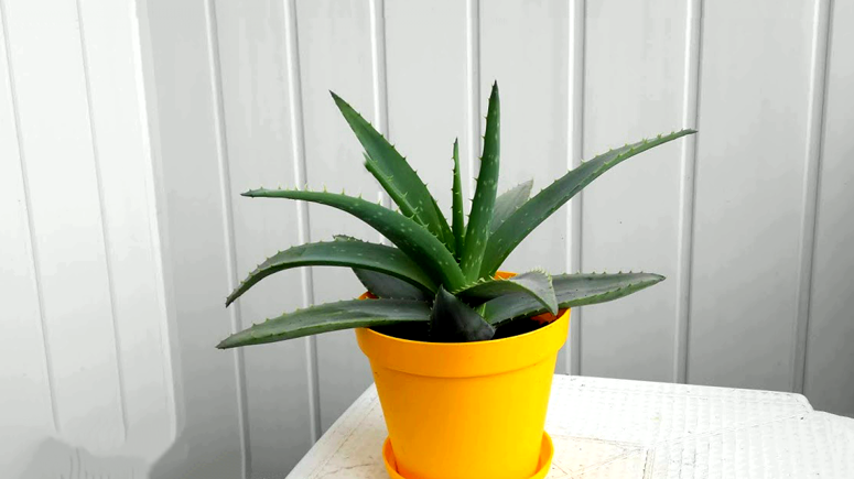 фото носит иллюстрационный характер