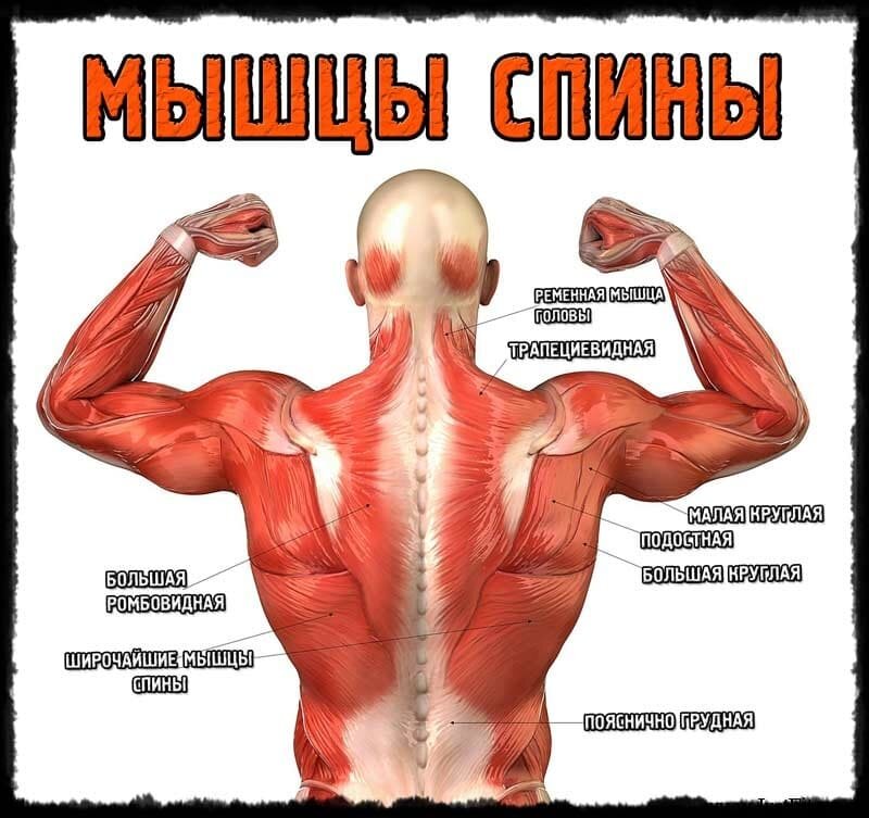 Как накачать мышцы спины