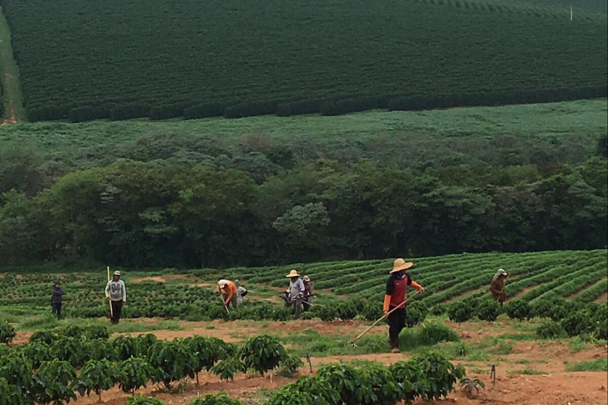 Ферма «Ипанема кофе» в Бразилии