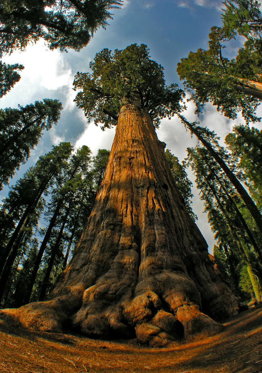 Самое высокое дерево на земле природная зона. Калифорнийская Секвойя Гиперион. Дерево Гиперион Редвуд. Секвойя дерево Гиперион. Секвойя дерево гигант.