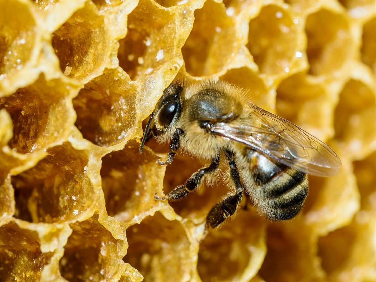 Мед, прополис и маточное молочко - это целебные пчелиные продукты, которые могут справиться со многими проблемами со здоровьем человека.