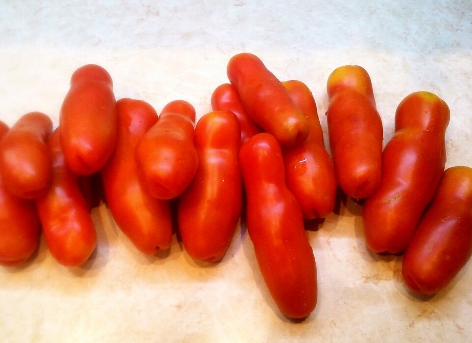 Самый оригинальный и забавный томат в моей теплице | Я не сдамся без ...