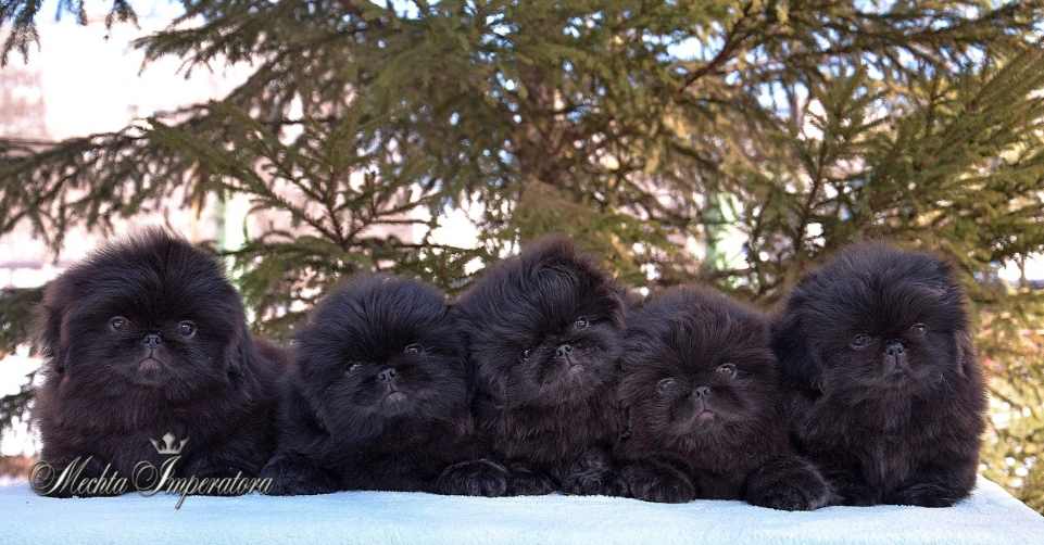 питомник пекинесов ,,Мечта императора,,