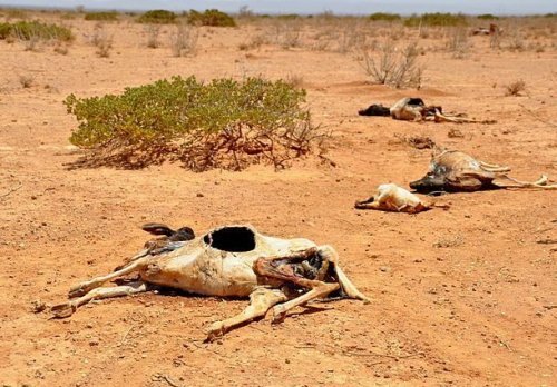 25. Сахель, Северная Африка

Фото: Oxfam East Africa
