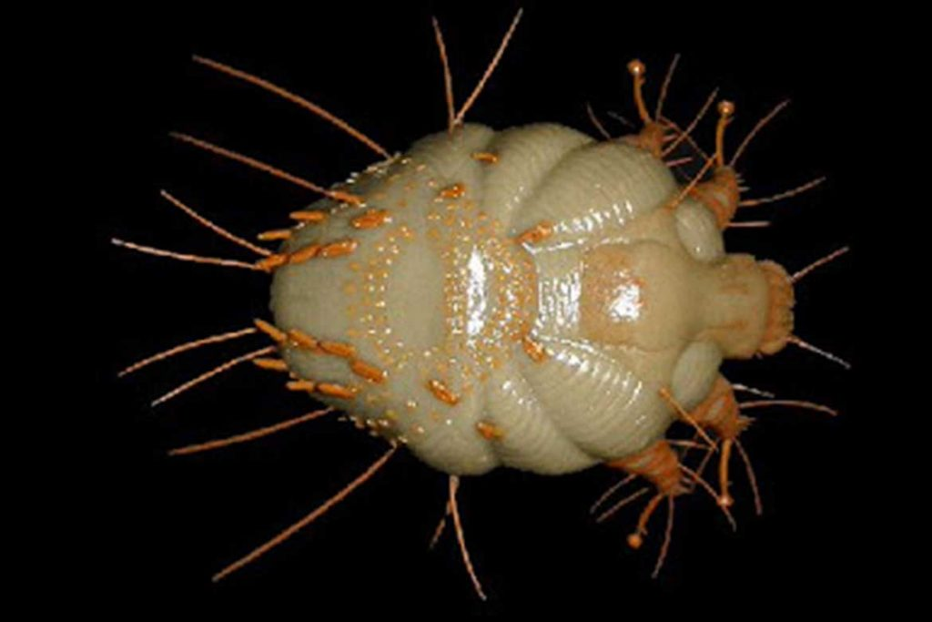 Чесоточный клещ