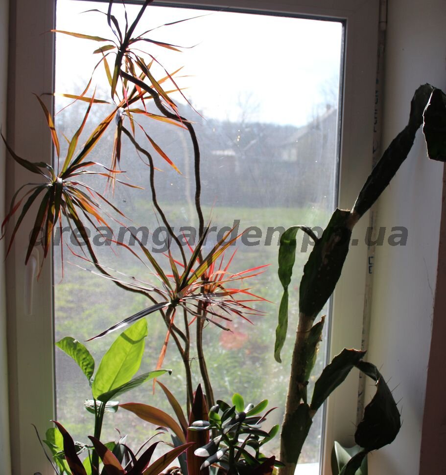 Драцена, которая осталась в ожидании процедуры