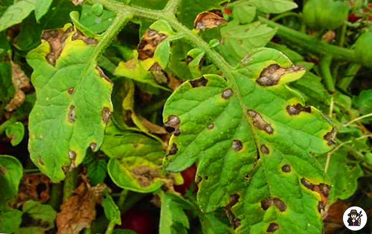 Фитофтороз томатов 