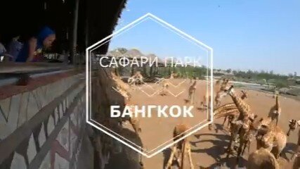 Покорми жирафа с руки! Сафари парк в Бангкоке