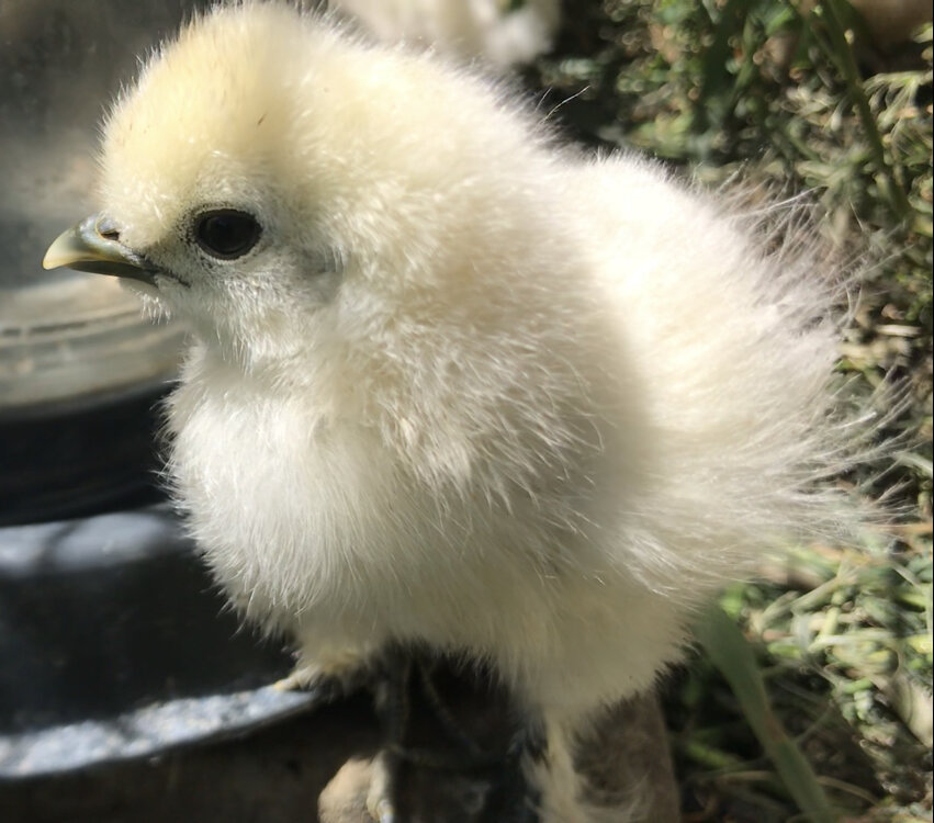 Шелковый цыплёнок 