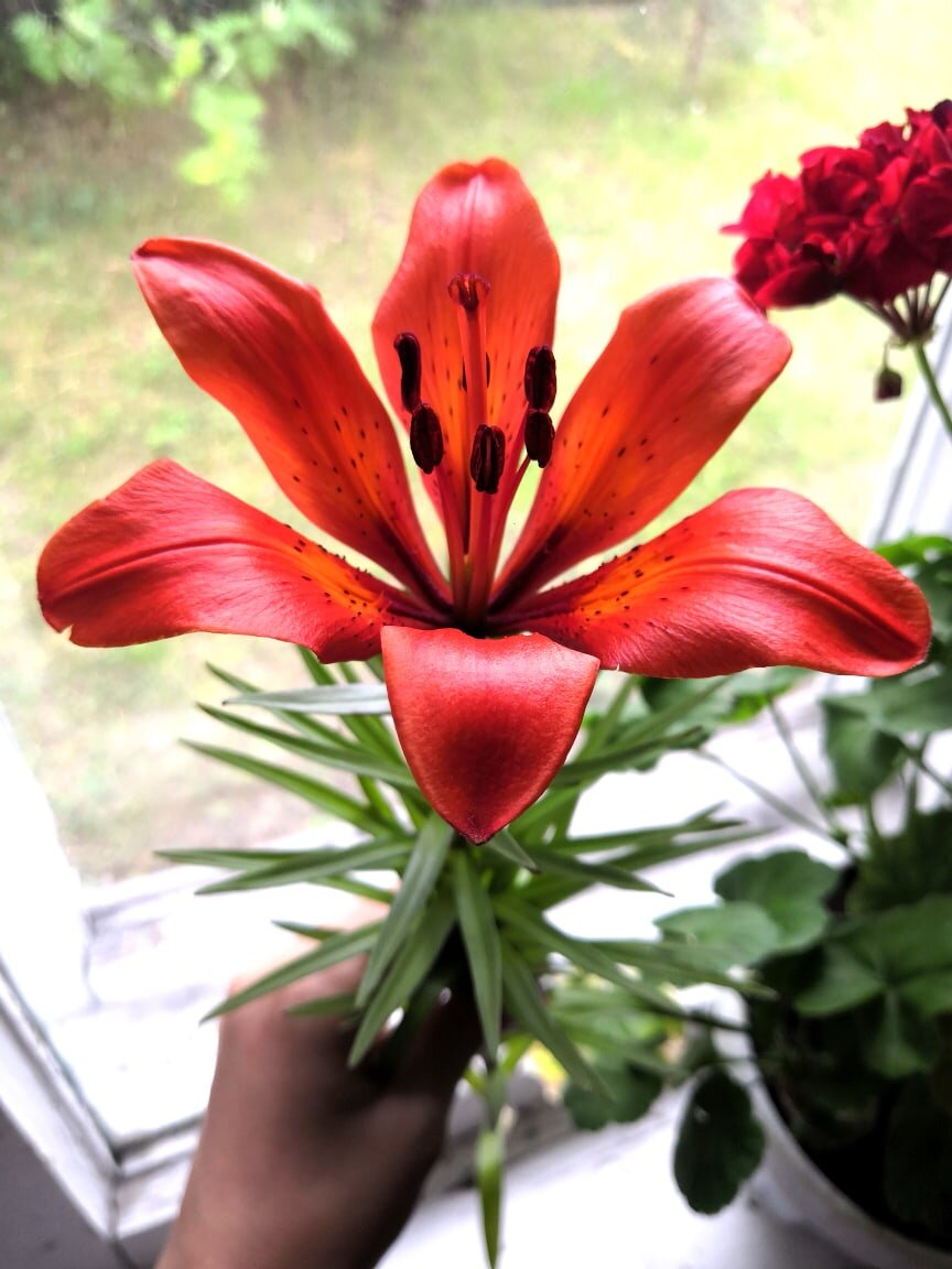 Улучшатели  настроения.