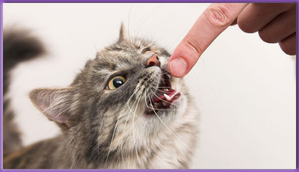 Не искушай меняу! 