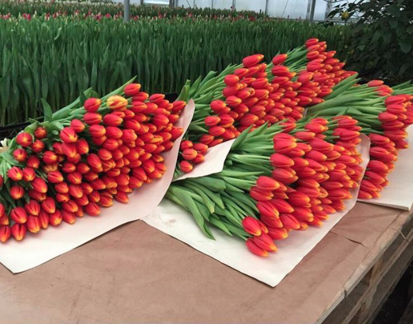 Цветы, выращенные в грунте