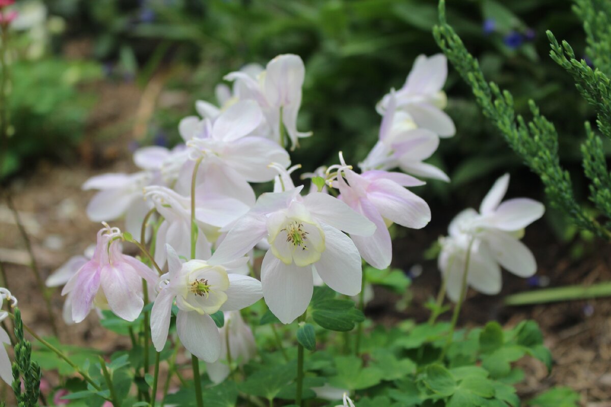 Aquilegia vulgaris Grennys Bonnet