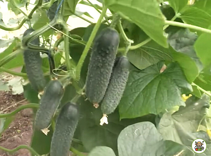 Урожай огурцов