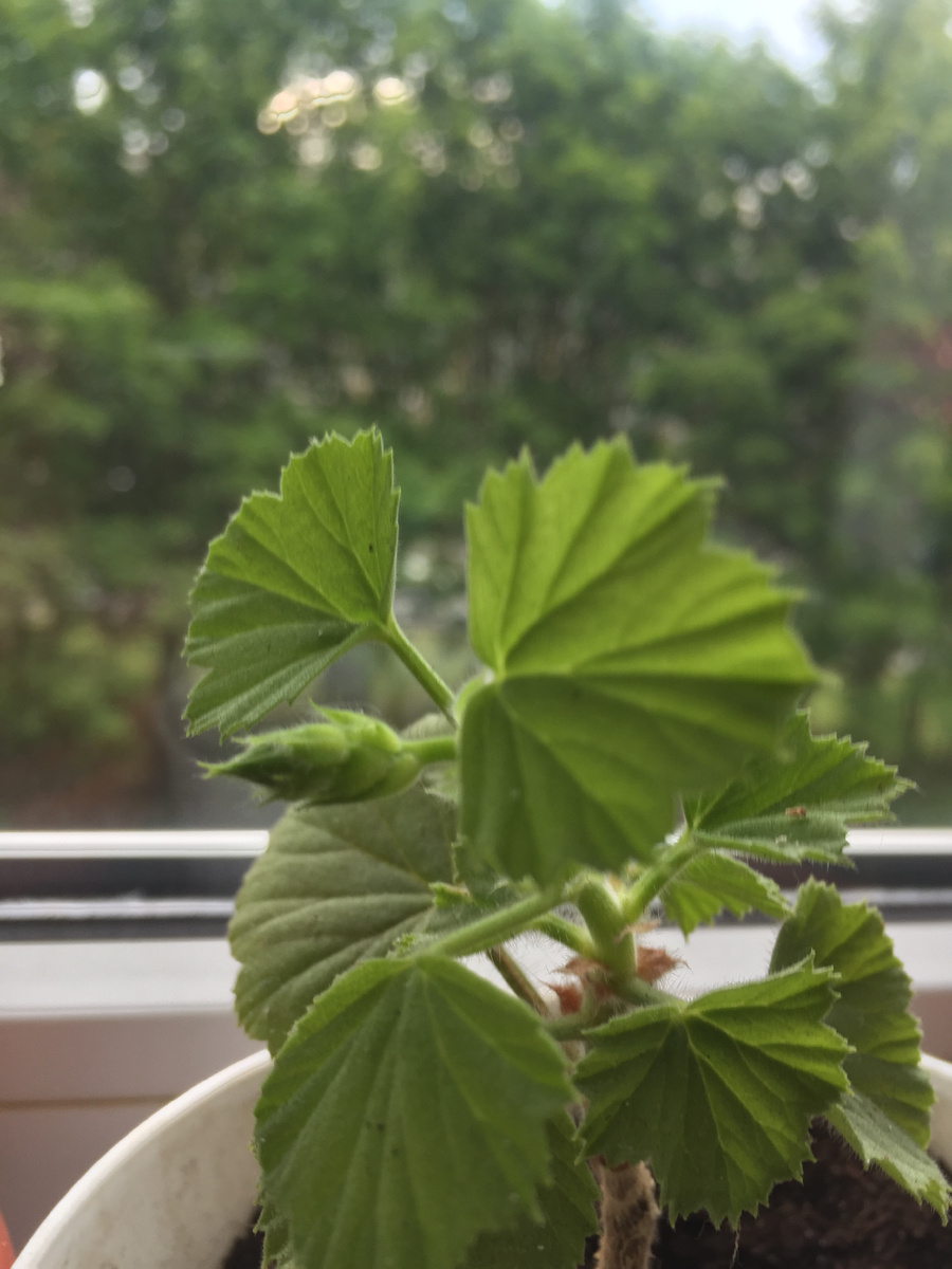 Этот бутончик совсем крохотный