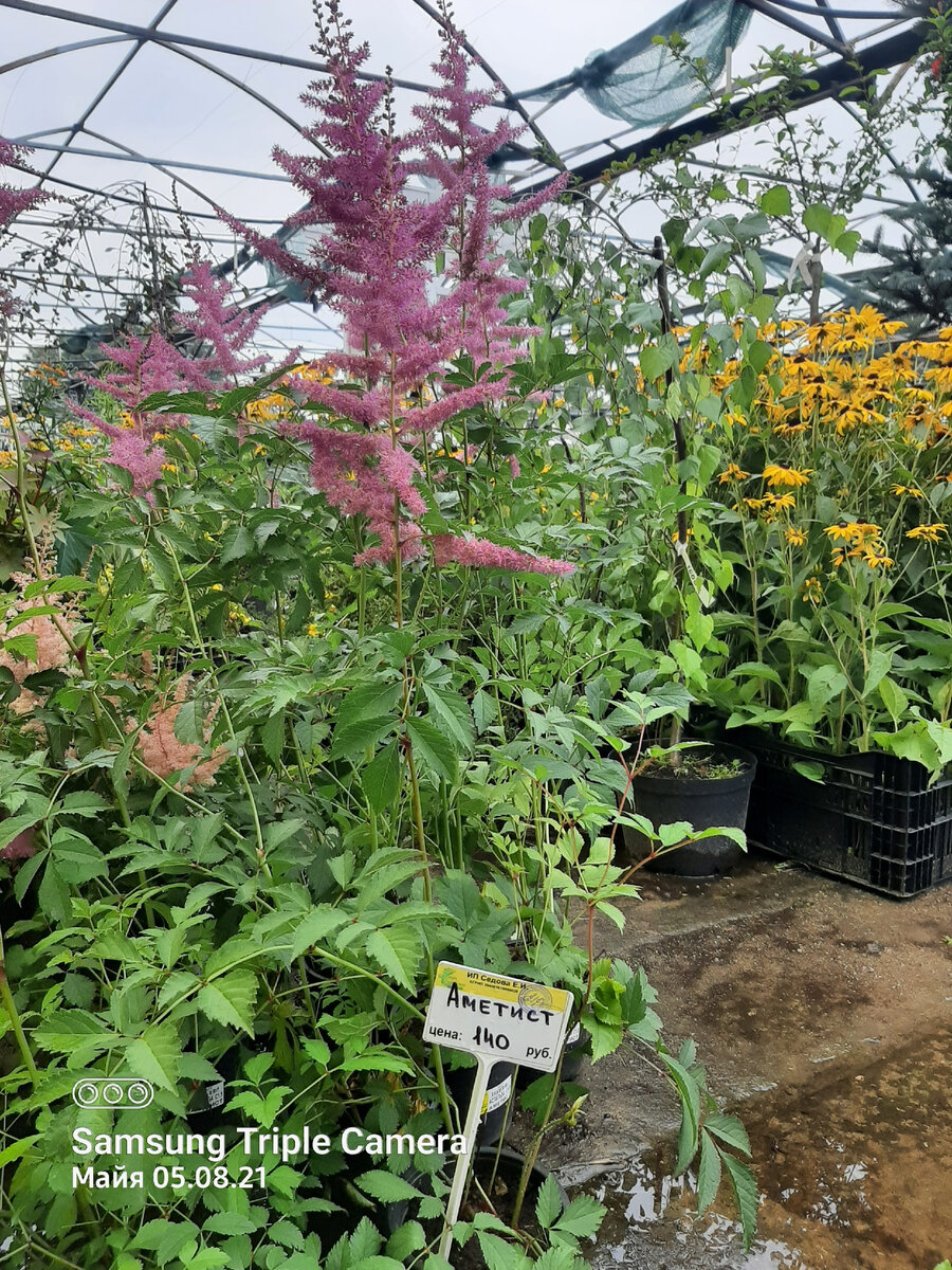 Сиреневые соцветия 