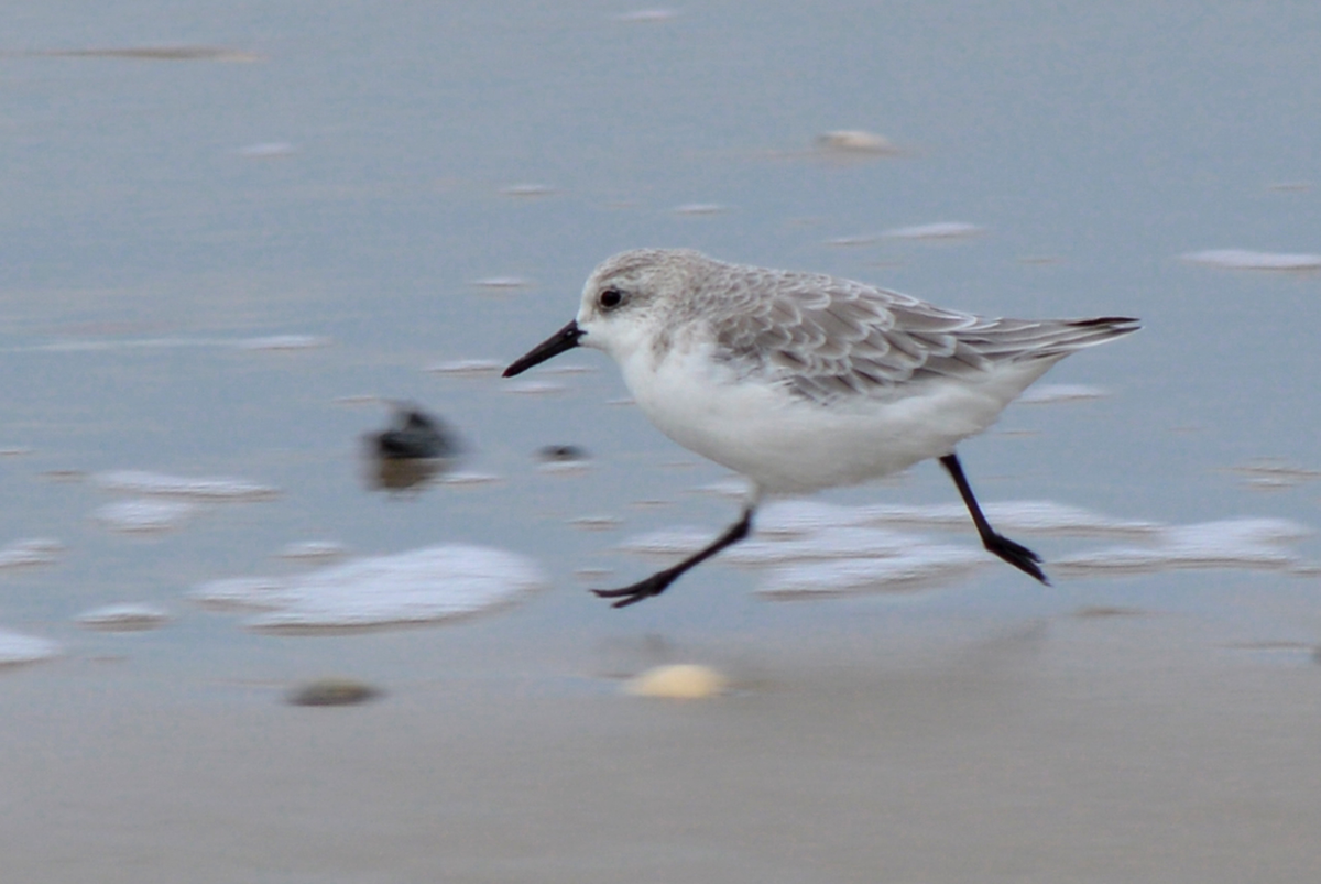 Бежит разбираться с автором, кого он там назвал дураком. 