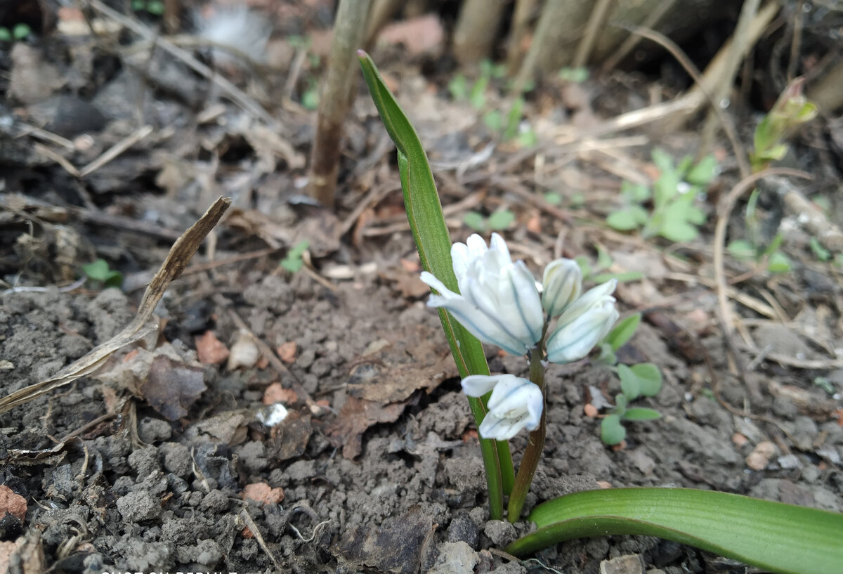 В саду автора