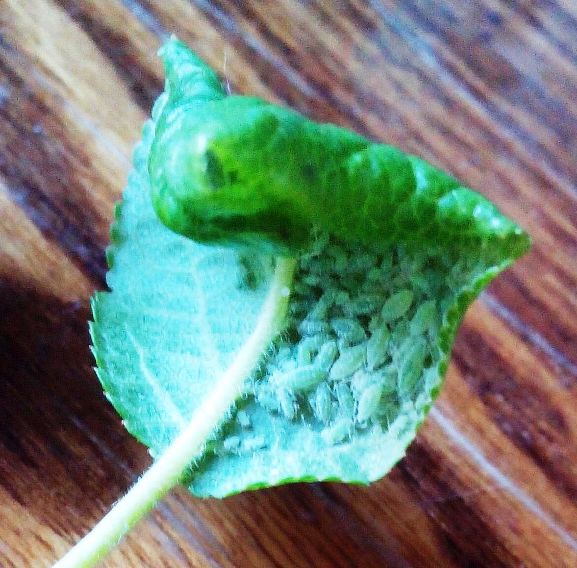 Это зеленая тля.