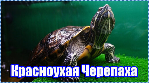 Аквариум для красноухой черепахи: устройство и оборудование