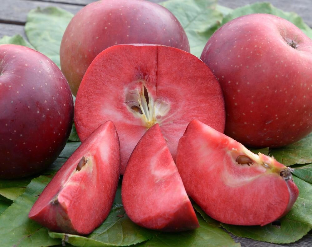 Яблоня тринити. Яблоня красномясая эра. Яблоня redlove odysso. Яблоня красномякотная байя мариса. Сорт яблок тринити.