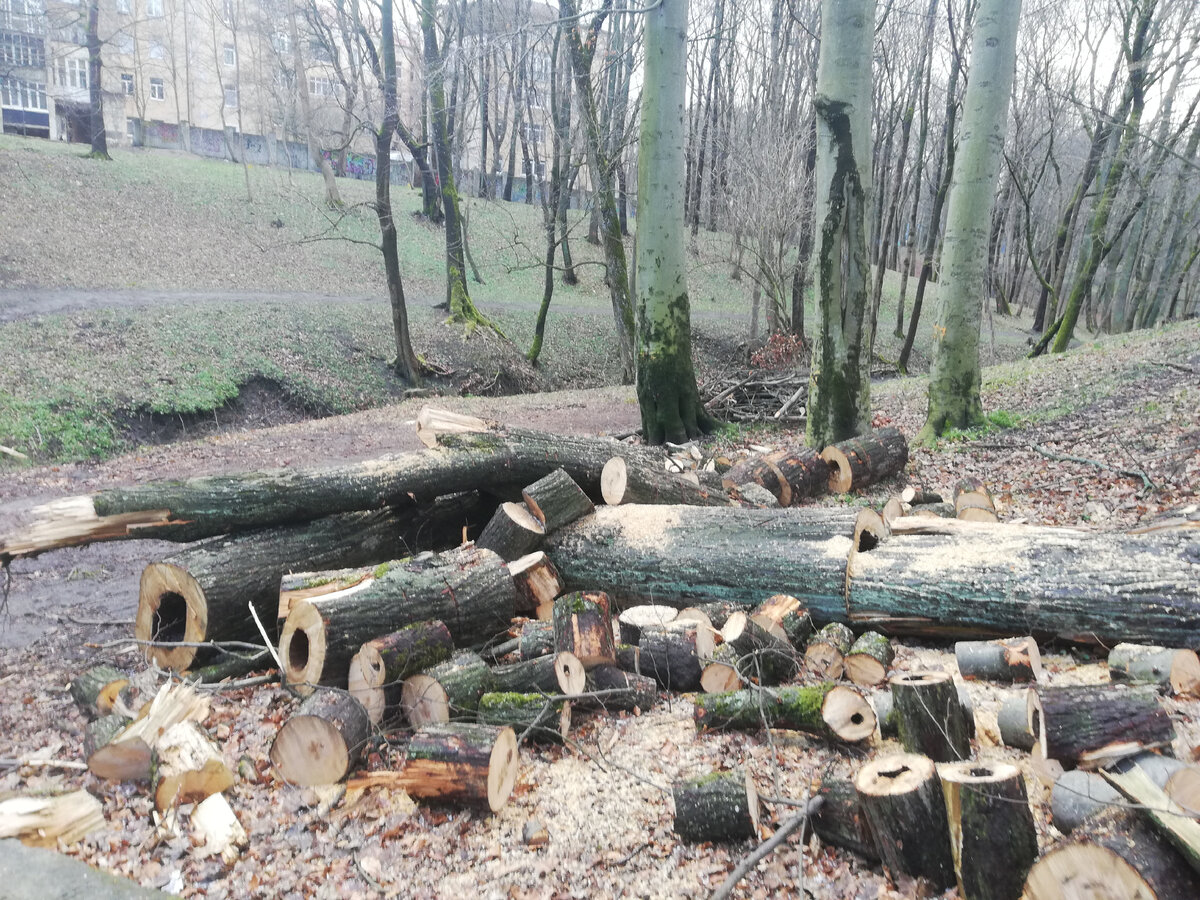 Эти деревья погибли от старости, чего я желаю и деревьям вашего сада.