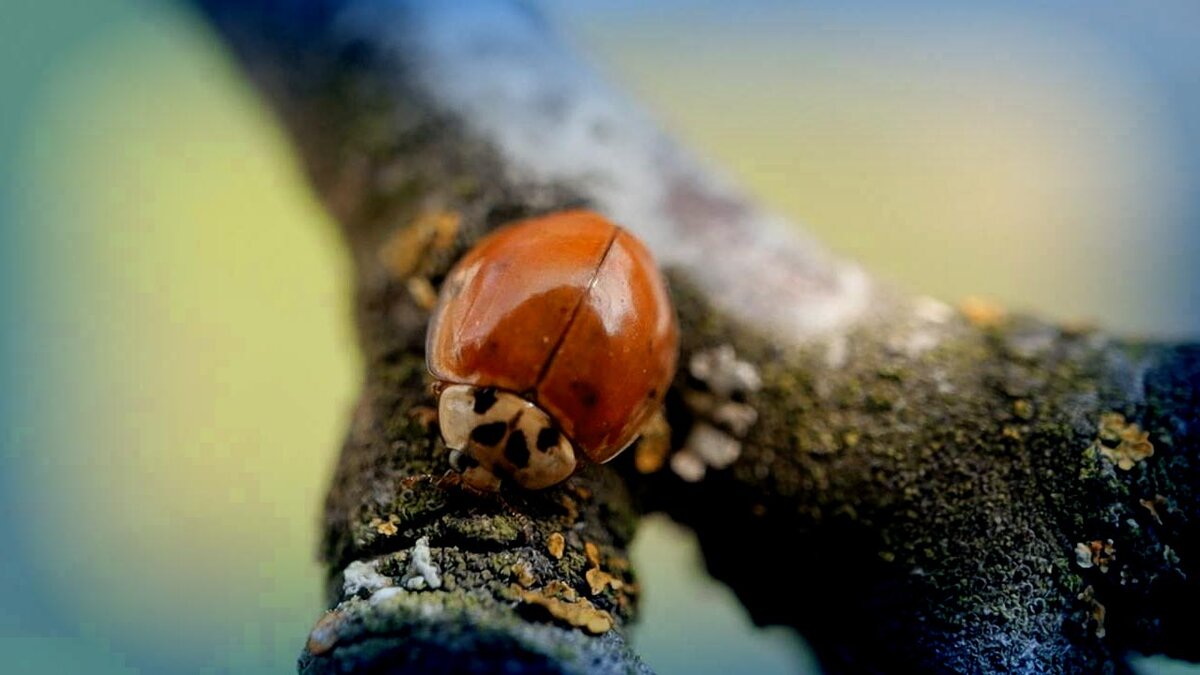 Рекомендуем бороться с вредителями сада и огорода биологическими средствами