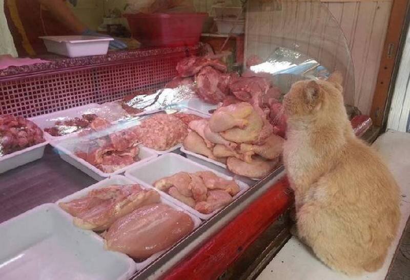 Кот на прилавке. Источник фото: https://koshka-pushinka.ru/animals/cats/an-amazing-story-about-feline-friendship/#more-15741