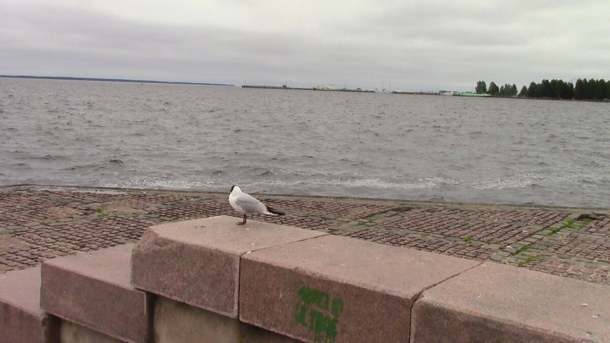 Первый день -0бзор города Петрозаводска. Это набережная Онежского озера