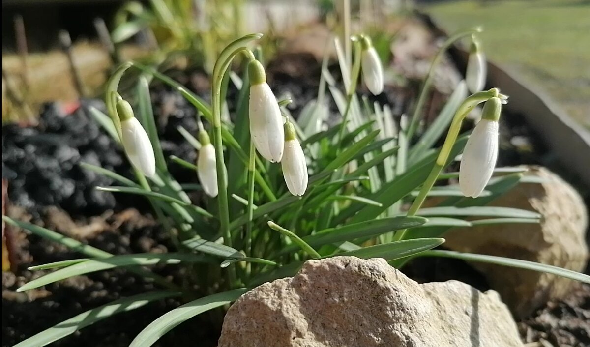 Галантусы (Galanthus) в нашем саду на даче в апреле 2022. Фото автора. 
