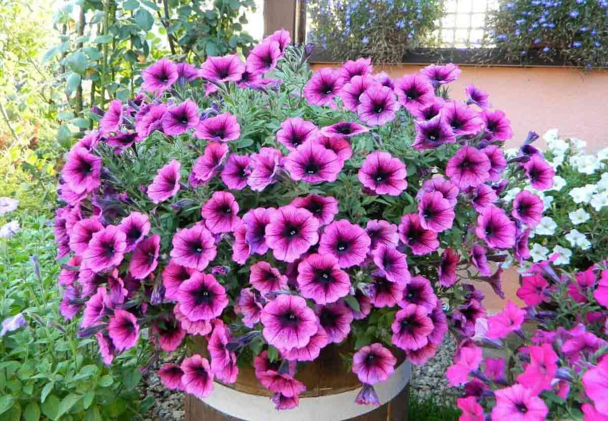 Фото из интернета