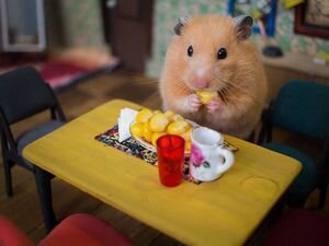 Любить, кормить и не унывать!