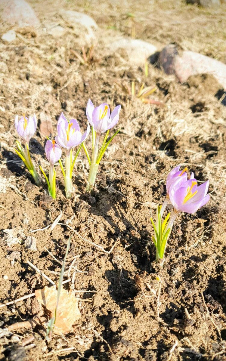 Крокусы