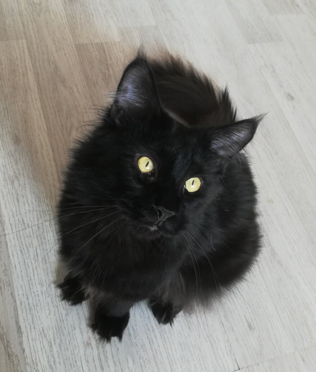 Курочка - кот, породы Майнкун. Ещё совсем зелёный. Ест много - цель перерасти Барника. 