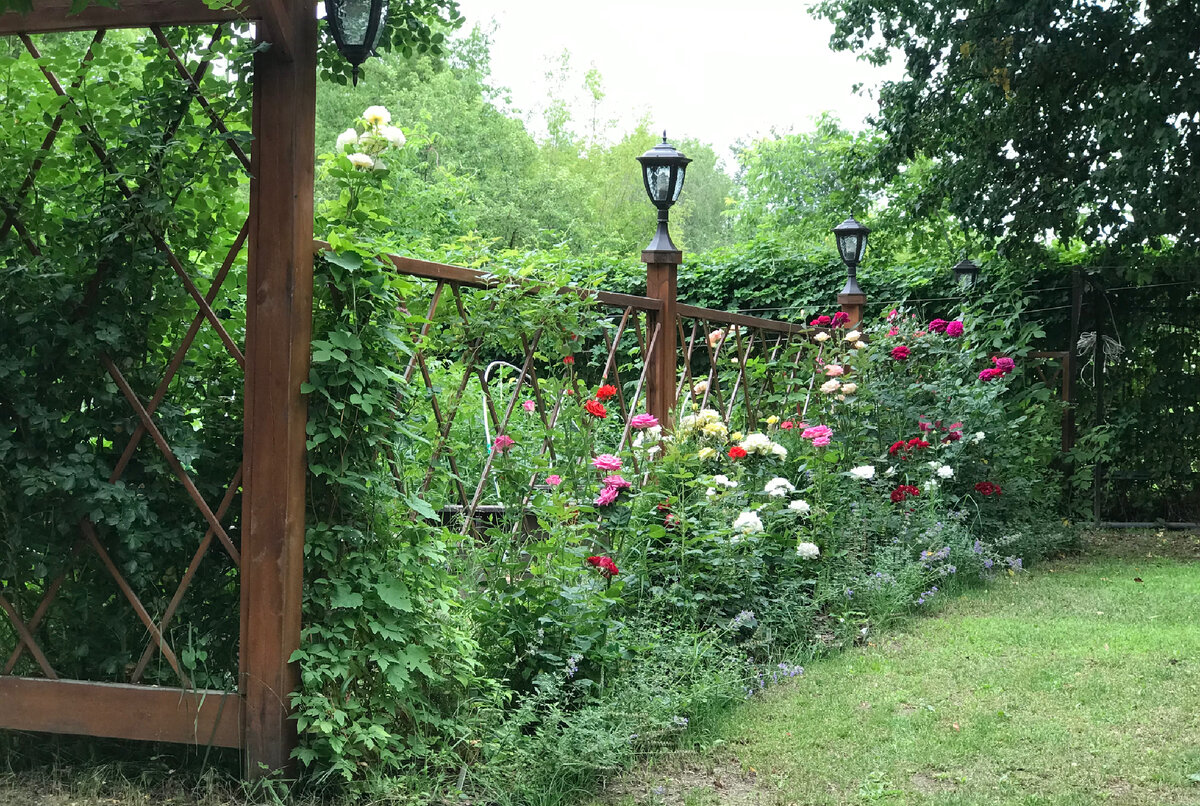 Во время обрезки я не просто обрезаю семенные коробочки ,но и формирую свои  розовые кусты ,это можно делать не только весной и осенью. Роза хорошо переносит обрезку в летний период. Если появились неправильно растущие ветви, которые растут внутрь куста или загущают его, то смело обрезайте их после цветения. А также формируем высоту и ширину ,его форму .Куст продолжит свой рост. Вырезая все ненужное, мы тем самым даем старт новым молодым побегам. 
