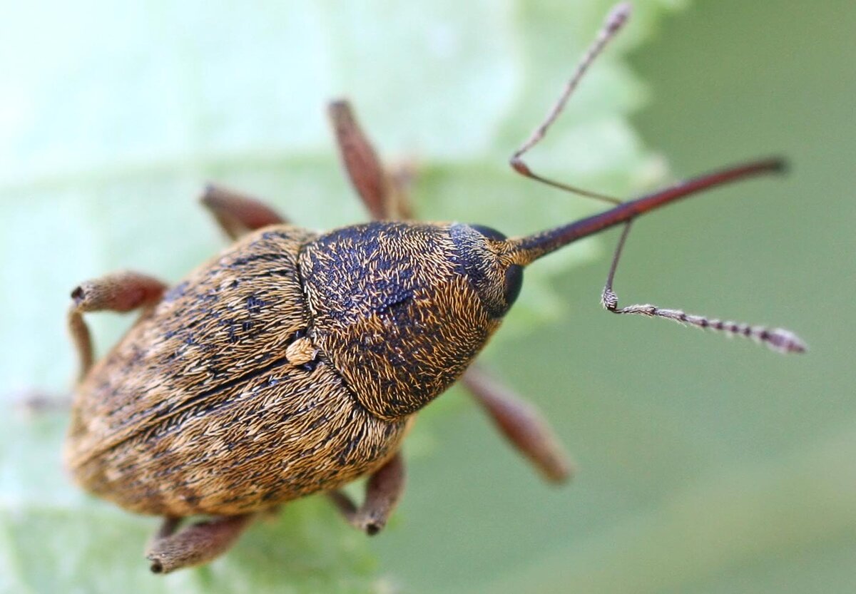 Ореховый долгоносик (Curculio nucum). Мини слоники, которые по обжорству  обойдут и слонов. | Paleo-end-arthropods (Доисторическая фауна и  членистоногие) | Дзен