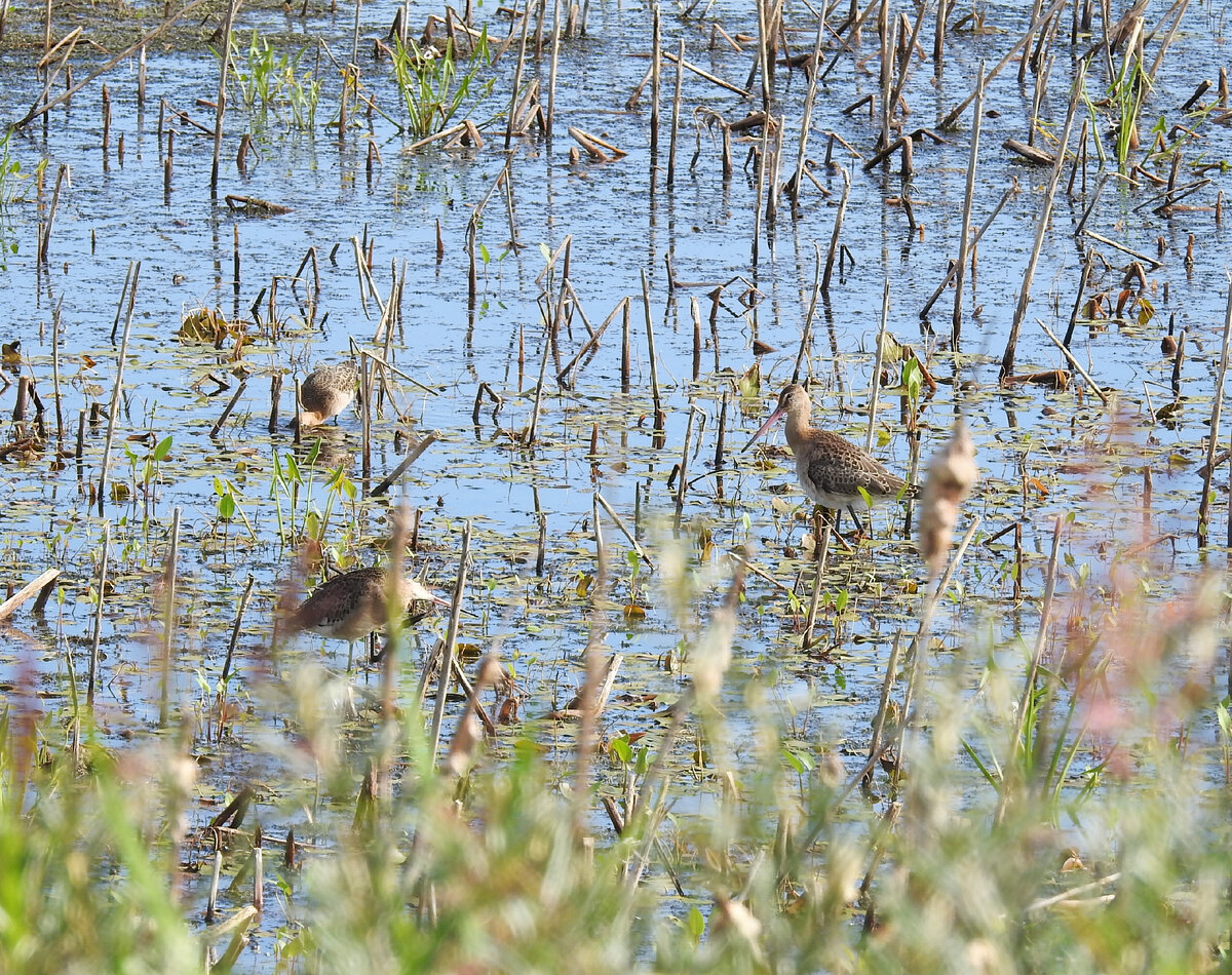 Большие веретенники, 30 июля 2022, Свердловская область, фото автора