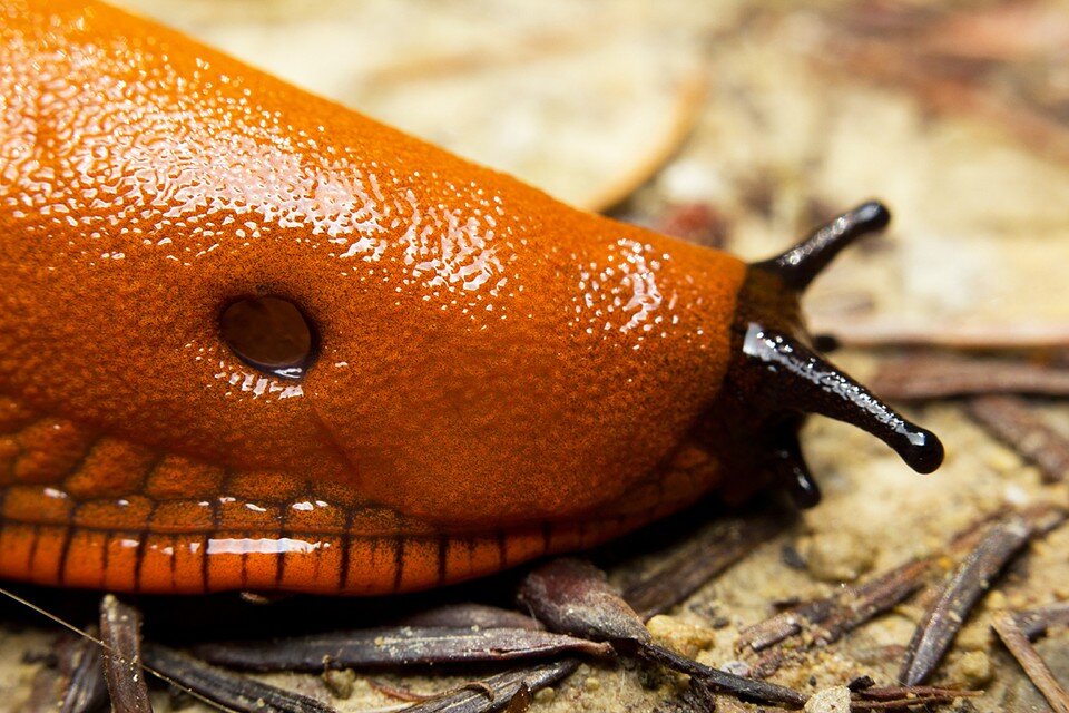     Крайне несимпатичное существо сразу стало обрастать мифами и легендами  Shutterstock