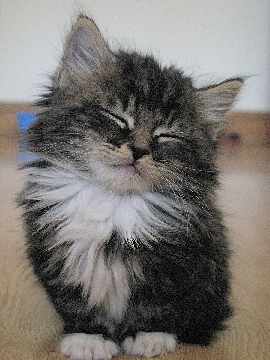 Фото взято из открытого источника коллекции Яндекс картинки.