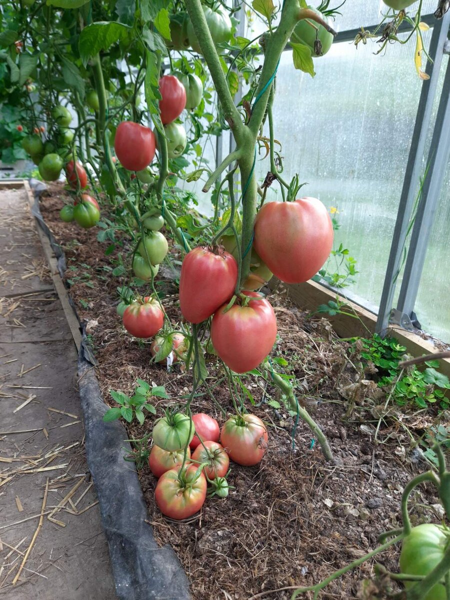 Фото 2021 года.  Томат Бычье сердце.