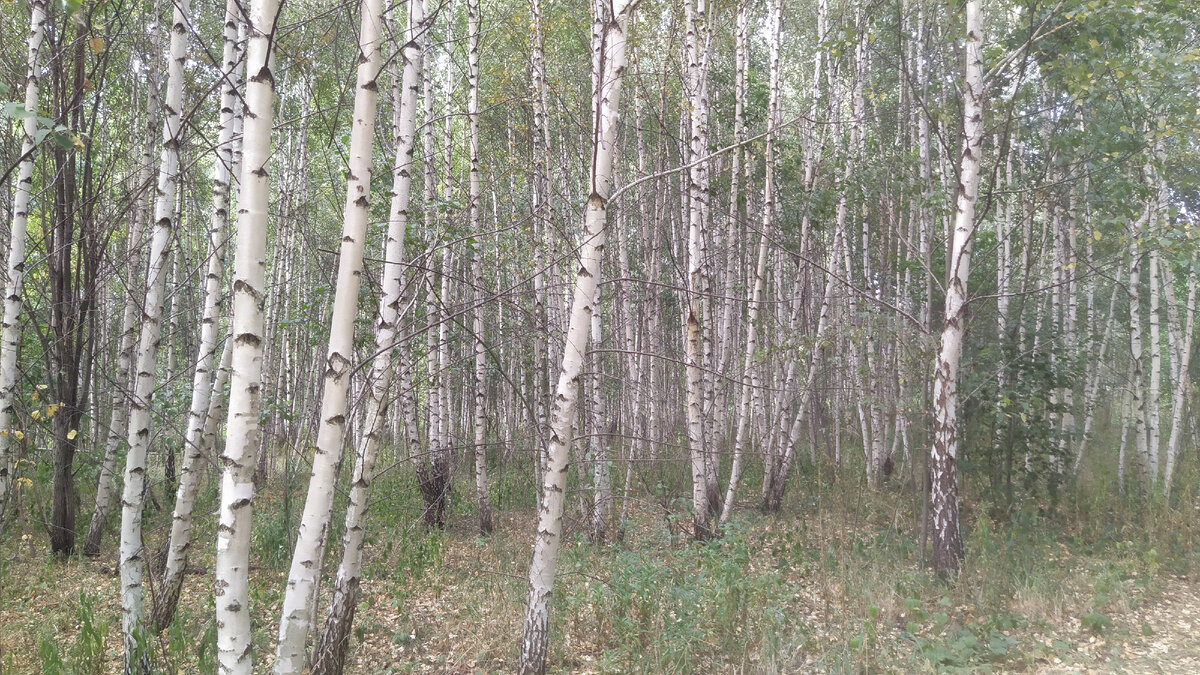 Аромат берёзового леса просто прекрасен