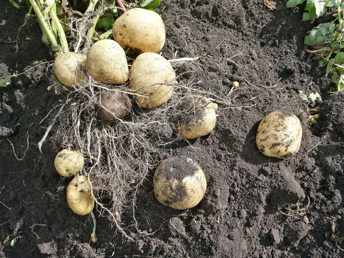 Сорт Гала. Фото канала Вечный выходной