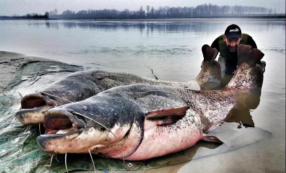 Виден сом. Самый большой сом в речке Дунай. Сом с размера человека речные чудовища.