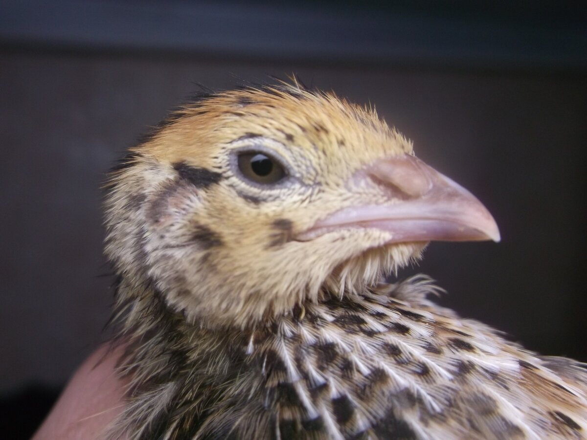 В данном эксперименте велись работы в основном с домашними перепелками. Автор проекта имеет опыт работы с ними, и это оказало немалую помощь в данном деле.