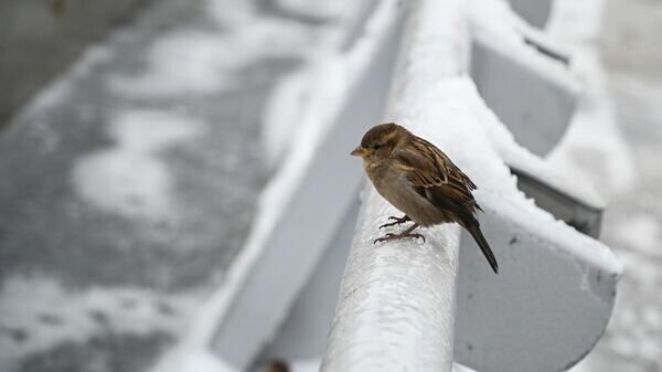   © Sputnik / Рамиль Ситдиков