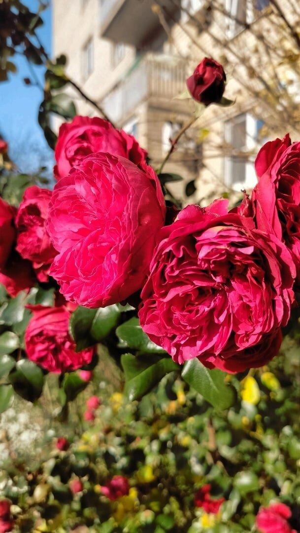 Розы рядом с домом, Геленджик ноябрь 2022