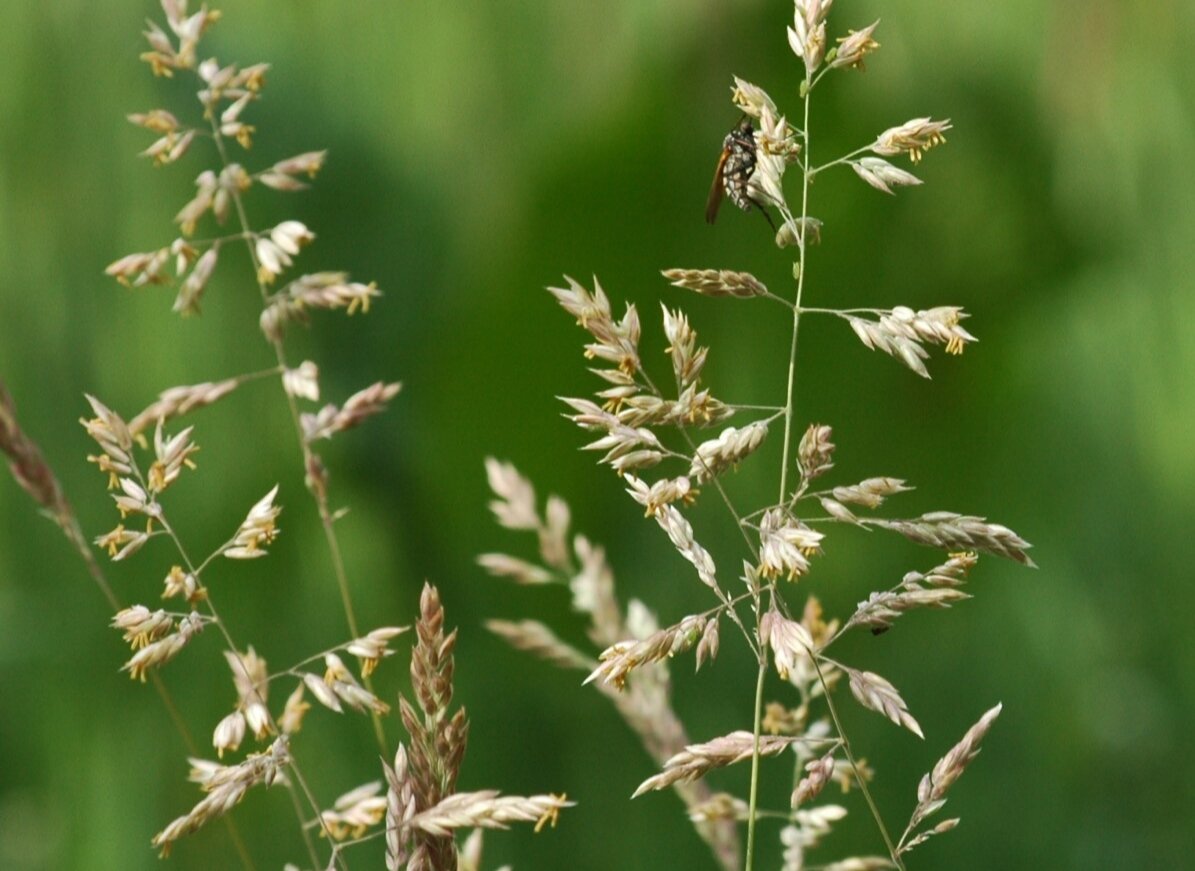 мятлик луговой (poa pratensis). мятлик луговой. Poa pratensis l. – мятлик луговой. какой мятлик.