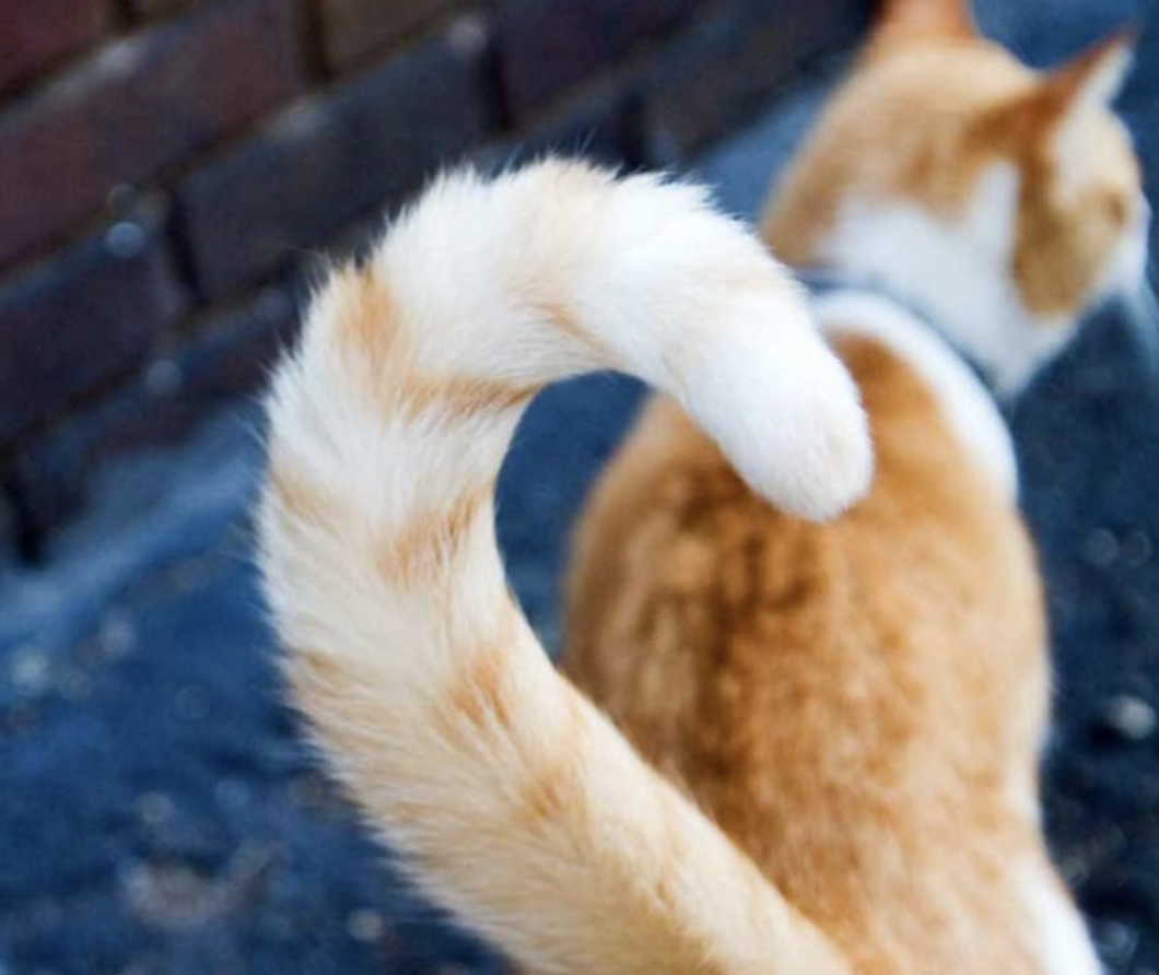 Зачем котам нужны хвосты | PetpoP.cc | Дзен