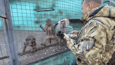 Самцы шуток Олега Зубкова не понимают)