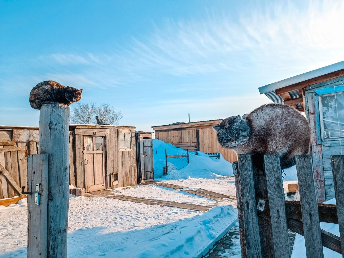 Кошачье село в Сибири - в нëм живëт больше тысячи Мурзиков, Васек, Мурок и  Бусек | Вадим Алексеев | Дзен